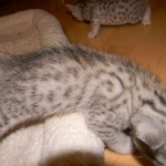 Baast Silver Egyptian Mau female DOB 8-15-13