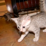 Baast Silver Egyptian Mau female DOB 8-15-13
