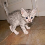 Baast Silver Egyptian Mau female DOB 8-15-13