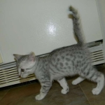 Baast Silver Egyptian Mau female DOB 8-15-13