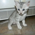 Baast Silver Egyptian Mau female DOB 8-15-13