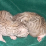 Baast Silver Egyptian Mau female DOB 8-15-13