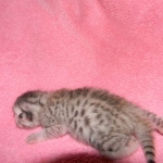 Baast Silver Egyptian Mau female DOB 8-15-13