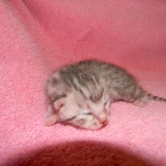 Baast Silver Egyptian Mau female DOB 8-15-13