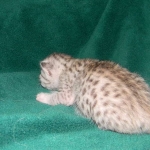 Baast Silver Egyptian Mau female DOB 8-15-13