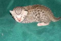 Lindsey - Egyptian Mau Silver Mau  DOB 8-15-13