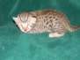 Lindsey - Egyptian Mau Silver Mau  DOB 8-15-13