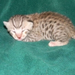 Egyptian Mau Silver Male DOB 8-15-13