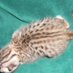 Egyptian Mau Silver Male DOB 8-15-13