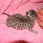 Egyptian Mau Silver Male DOB 8-15-13