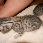 Egyptian Mau Silver Male DOB 8-15-13
