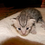 Egyptian Mau Silver Male DOB 8-15-13