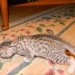 Egyptian Mau Silver Male DOB 8-15-13