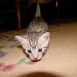 Egyptian Mau Silver Male DOB 8-15-13