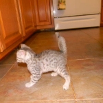 Egyptian Mau Silver Male DOB 8-15-13