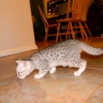 Egyptian Mau Silver Male DOB 8-15-13