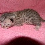 Egyptian Mau Silver Male DOB 8-15-13