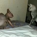 Argent Egyptian Mau silver female DOB 2-15-12