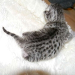 Argent Egyptian Mau silver female DOB 2-15-12