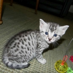 Argent Egyptian Mau silver female DOB 2-15-12