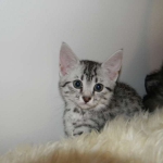 Argent Egyptian Mau silver female DOB 2-15-12