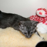Fumie Smoke Egyptian Mau Female DOB 2-15-12