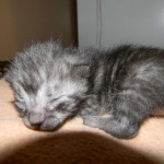 Fumie Smoke Egyptian Mau Female DOB 2-15-12