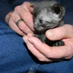Fumie Smoke Egyptian Mau Female DOB 2-15-12
