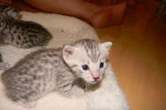 Margo - Egyptian Mau Silver Female  DOB 8-15-13