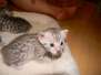 Margo - Egyptian Mau Silver Female  DOB 8-15-13