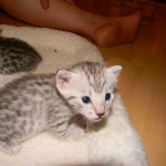 Margo Silver Egyptian Mau female DOB 8-15-13