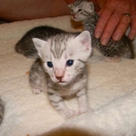 Margo Silver Egyptian Mau female DOB 8-15-13