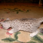 Margo Silver Egyptian Mau female DOB 8-15-13
