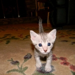 Margo Silver Egyptian Mau female DOB 8-15-13