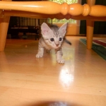Margo Silver Egyptian Mau female DOB 8-15-13