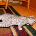 Margo Silver Egyptian Mau female DOB 8-15-13