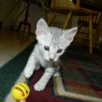 Margo Silver Egyptian Mau female DOB 8-15-13