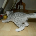 Margo Silver Egyptian Mau female DOB 8-15-13