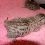 Margo Silver Egyptian Mau female DOB 8-15-13