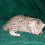 Margo Silver Egyptian Mau female DOB 8-15-13