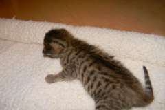 Skyler - Savannah F-6A Brown Spotted Female Lighter  DOB 9-10-13