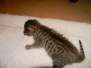 Skyler - Savannah F-6A Brown Spotted Female Lighter  DOB 9-10-13