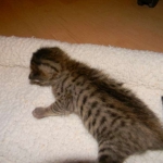 Skyler - F-6A Savannah Brown Spotted Tabby female DOB 9-10-13