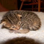 Skyler - F-6A Savannah Brown Spotted Tabby female DOB 9-10-13