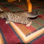 Skyler - F-6A Savannah Brown Spotted Tabby female DOB 9-10-13