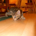 Skyler - F-6A Savannah Brown Spotted Tabby female DOB 9-10-13