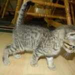 Skyler - F-6A Savannah Brown Spotted Tabby female DOB 9-10-13