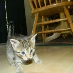 Skyler - F-6A Savannah Brown Spotted Tabby female DOB 9-10-13