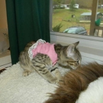 Skyler - F-6A Savannah Brown Spotted Tabby female DOB 9-10-13