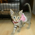 Skyler - F-6A Savannah Brown Spotted Tabby female DOB 9-10-13